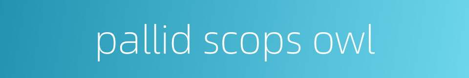 pallid scops owl的同义词