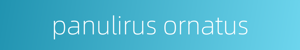 panulirus ornatus的同义词