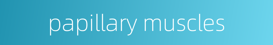 papillary muscles的同义词