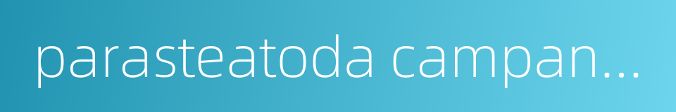 parasteatoda campanulata的同义词