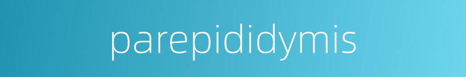 parepididymis的同义词