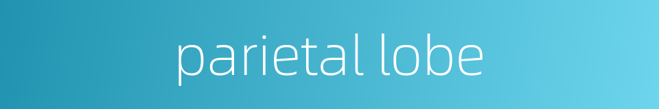 parietal lobe的同义词