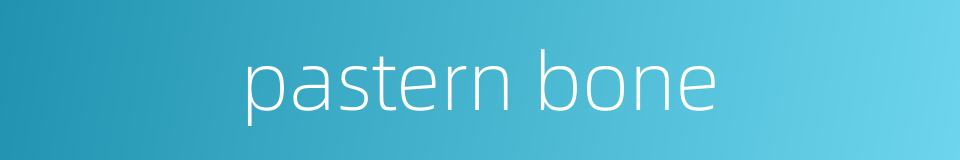 pastern bone的同义词