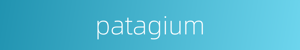 patagium的同义词