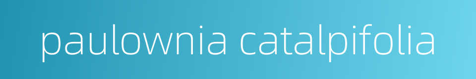 paulownia catalpifolia的同义词
