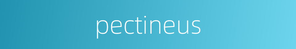 pectineus的同义词