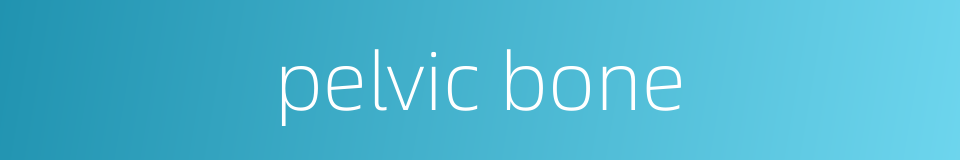 pelvic bone的同义词