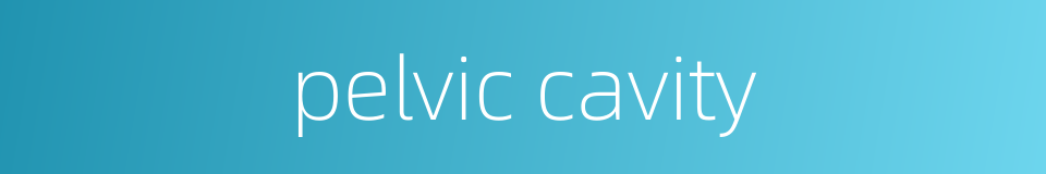 pelvic cavity的同义词