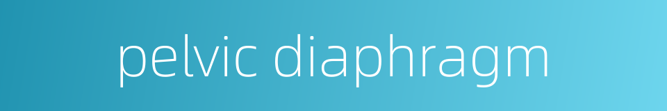 pelvic diaphragm的同义词