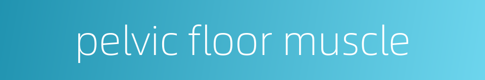 pelvic floor muscle的同义词
