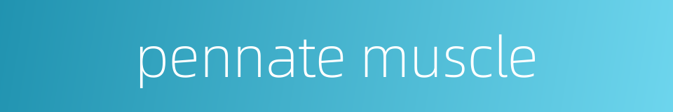 pennate muscle的同义词