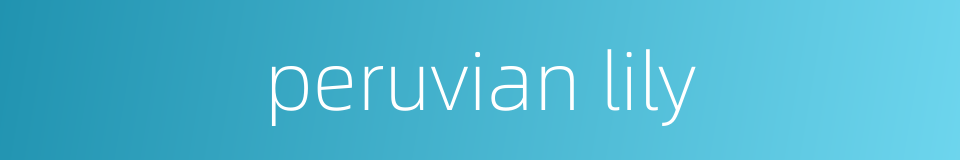peruvian lily的同义词
