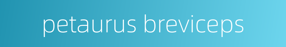 petaurus breviceps的同义词