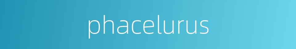 phacelurus的同义词