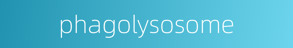 phagolysosome的同义词
