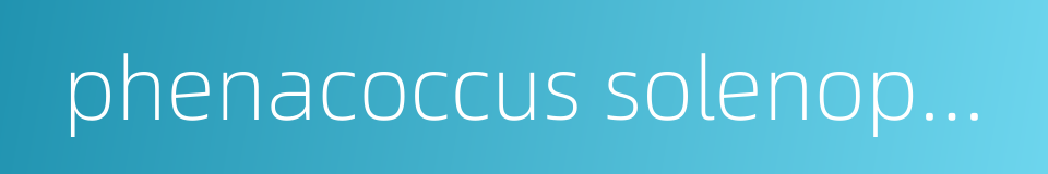 phenacoccus solenopsis tinsley的同义词