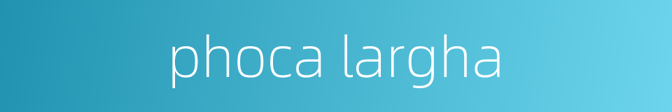 phoca largha的同义词