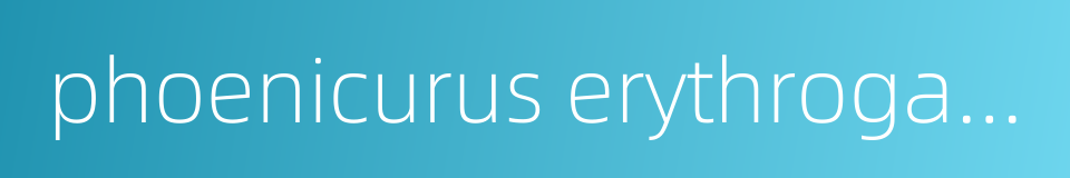 phoenicurus erythrogaster的同义词