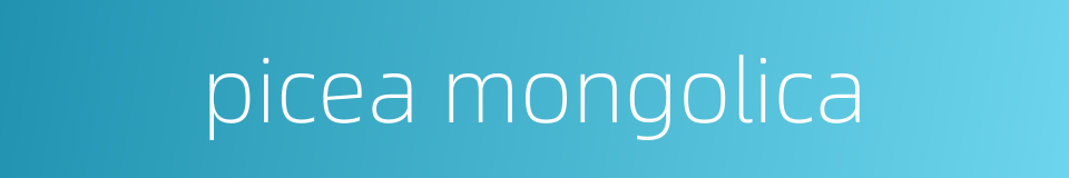 picea mongolica的同义词