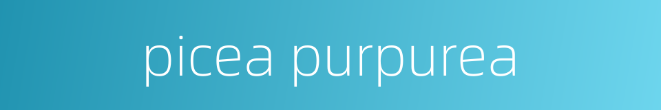 picea purpurea的同义词