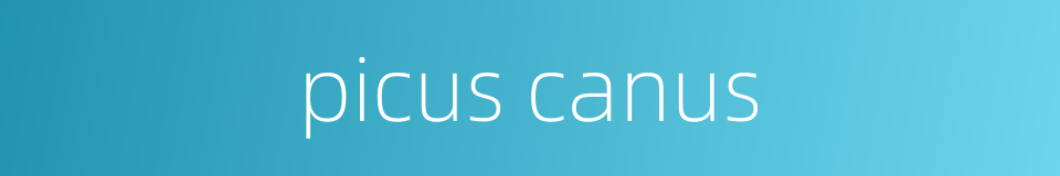 picus canus的同义词