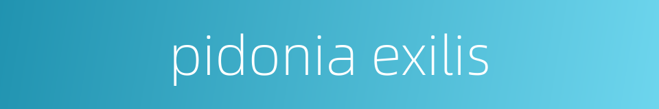 pidonia exilis的同义词
