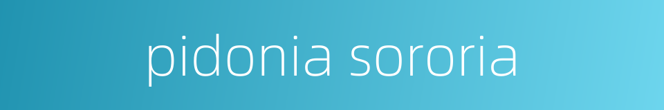pidonia sororia的同义词