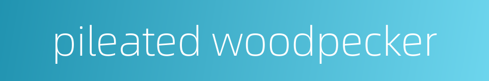 pileated woodpecker的同义词