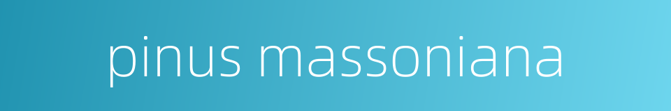 pinus massoniana的同义词