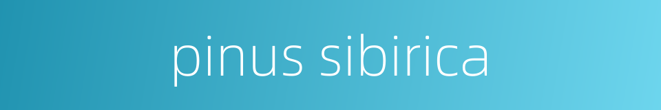 pinus sibirica的同义词