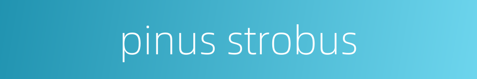 pinus strobus的同义词