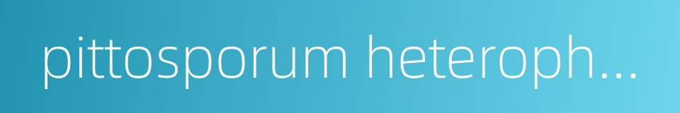 pittosporum heterophyllum的同义词