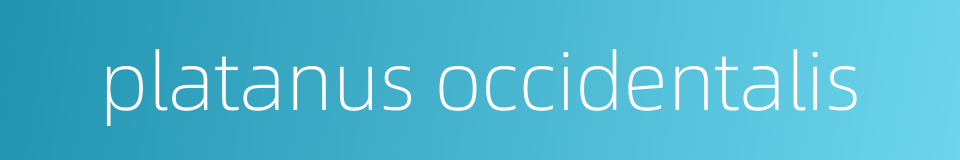 platanus occidentalis的同义词