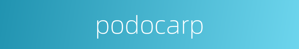 podocarp的同义词