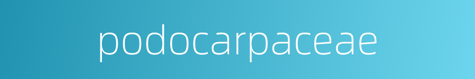 podocarpaceae的同义词