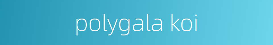 polygala koi的同义词