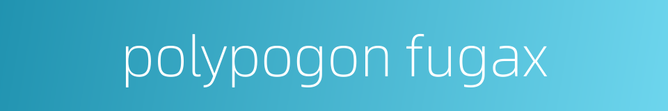 polypogon fugax的同义词