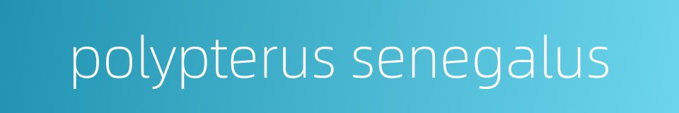 polypterus senegalus的同义词