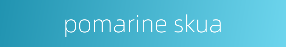 pomarine skua的同义词