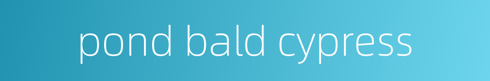 pond bald cypress的同义词