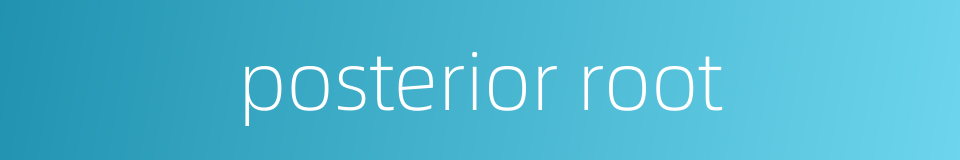 posterior root的同义词