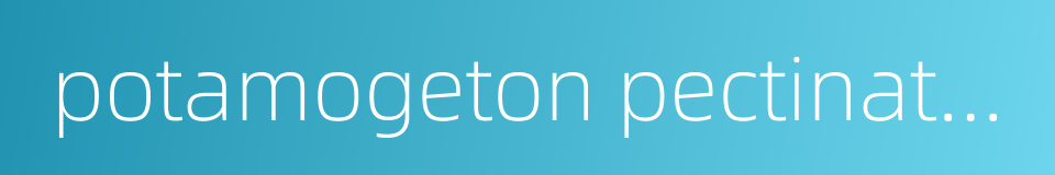 potamogeton pectinatus的同义词