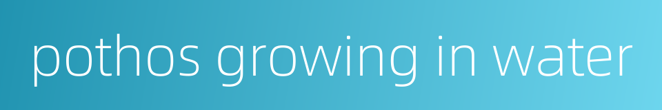 pothos growing in water的同义词