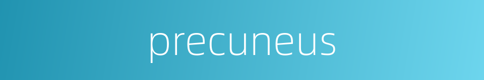 precuneus的同义词