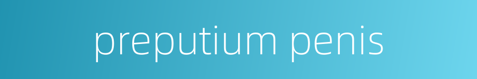 preputium penis的同义词