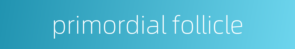 primordial follicle的同义词