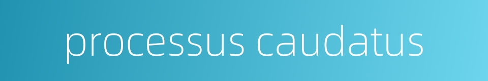 processus caudatus的同义词