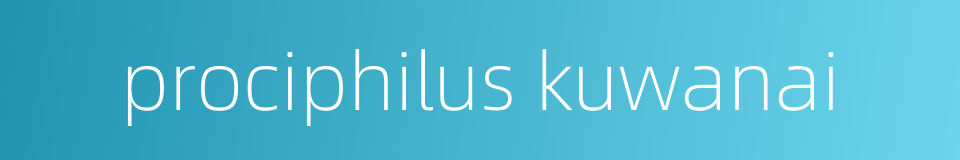 prociphilus kuwanai的同义词