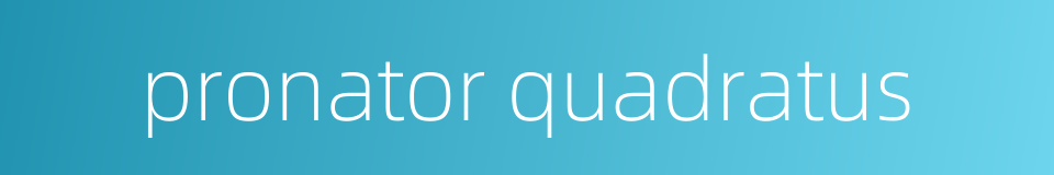 pronator quadratus的同义词