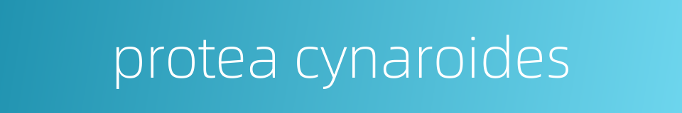 protea cynaroides的同义词